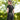 Chemise fonctionnelle ELT Springfield